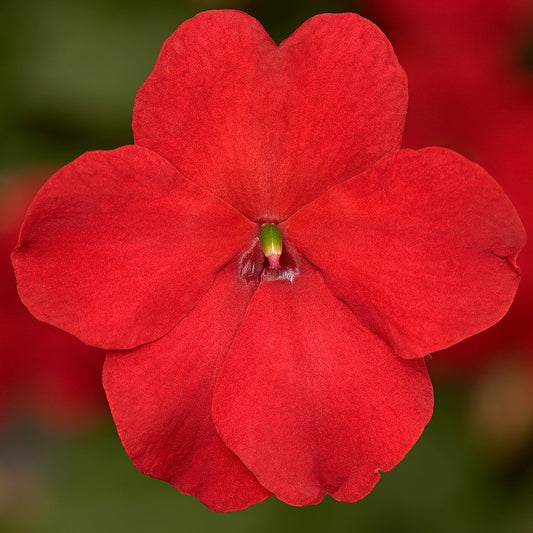 Impatiens Imara XDR Red 1,000 Bulk Flower Seeds