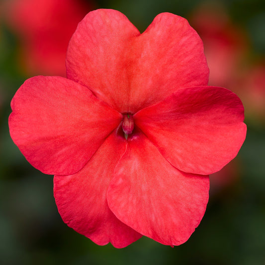 Impatiens Imara XDR Salmon Shades 1,000 Bulk Flower Seeds