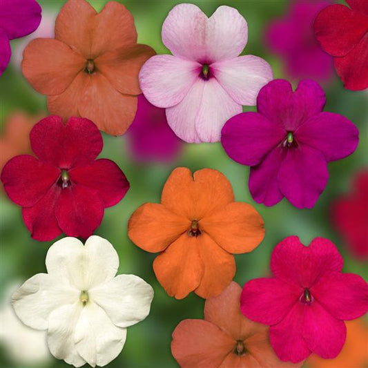 Impatiens Imara XDR ProForm Mix 1,000 Bulk Flower Seeds