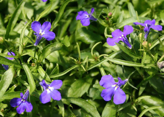 Lobelia Seeds Lobelia Riviera Marine Blue 1,000 Multi Pelleted Seeds