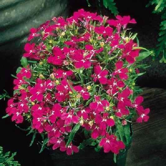 Lobelia Seeds Lobelia Riviera Rose 1,000 Multi Pelleted Seeds