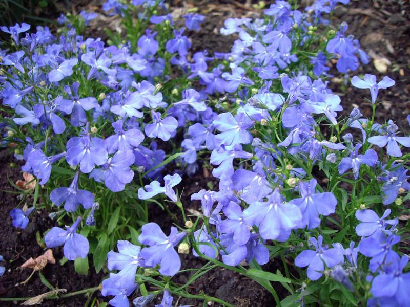 Lobelia Seeds Lobelia Riviera Sky Blue 1,000 Multi Pelleted Seeds