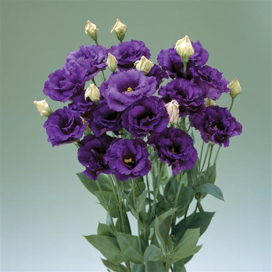 Bulk Lisianthus Seeds Lisianthus Corelli Blue Pelleted Seeds