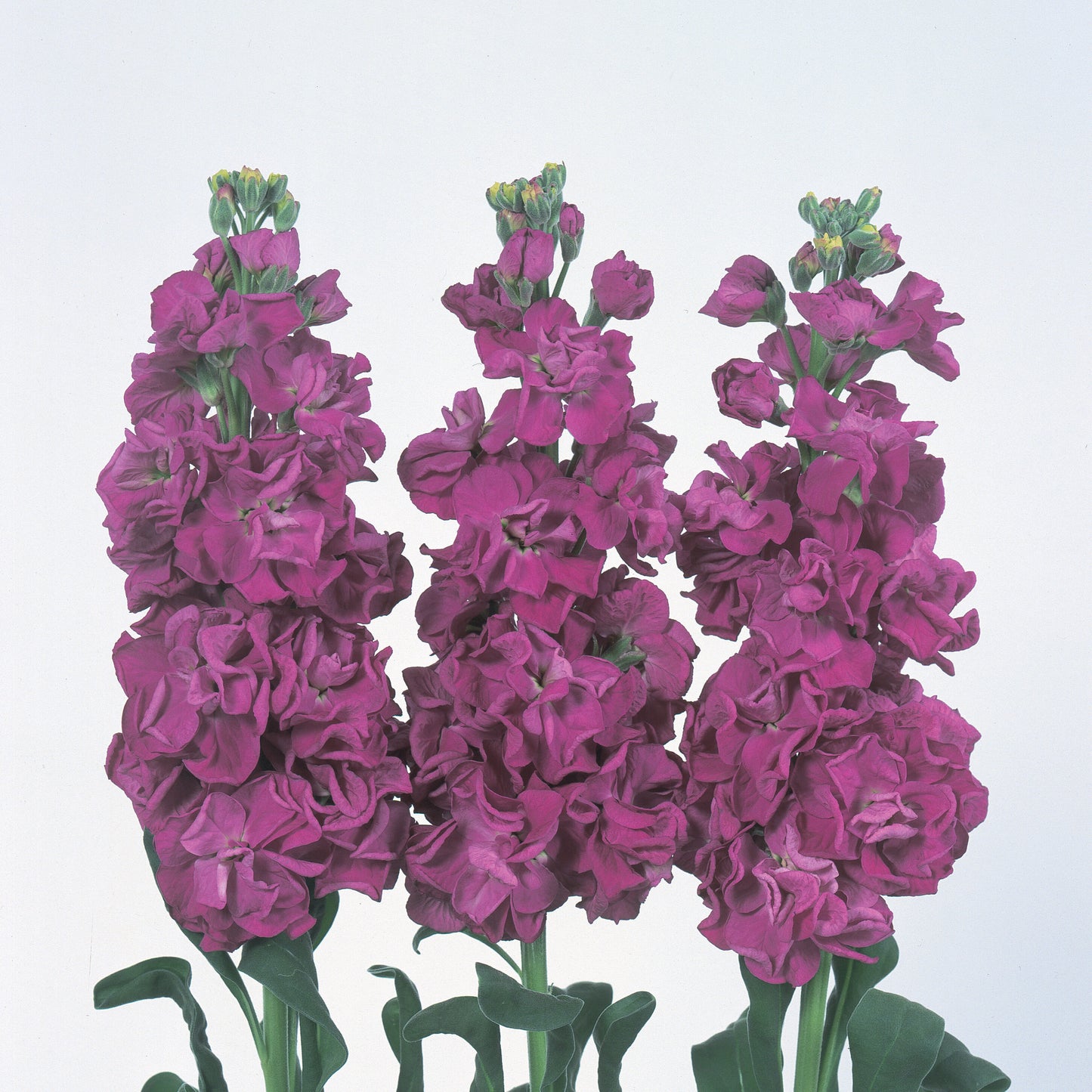 Matthiola Seeds Iron Purple Cut Flower 1,000 Seeds