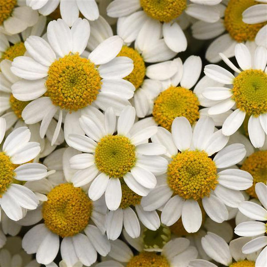 1,000 Matricaria Seeds Vegmo Single Pelleted Seeds Cut Flower Feverfew