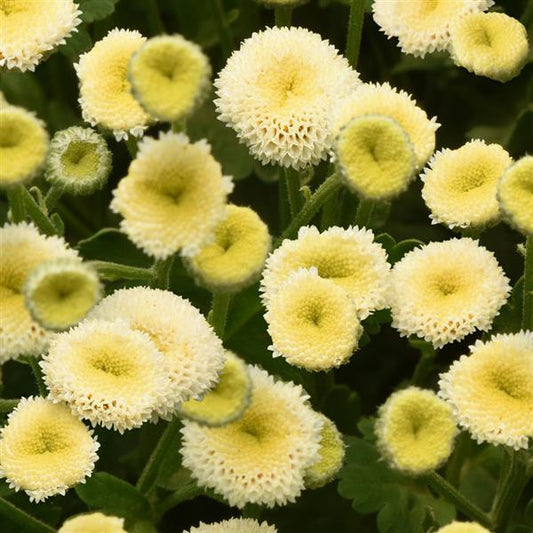 1,000 Matricaria Seeds Vegmo Snowball Extra Pelleted Seeds Cut Flower