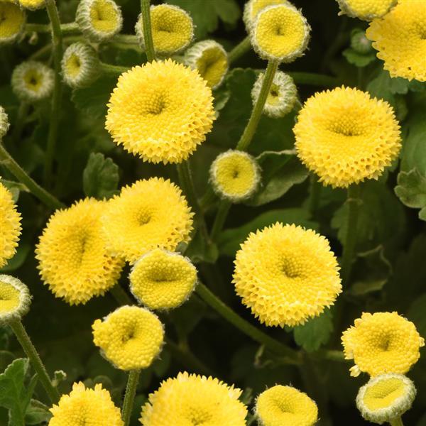 1,000 Matricaria Seeds Vegmo Sunny Ball Pelleted Seeds Cut Flower