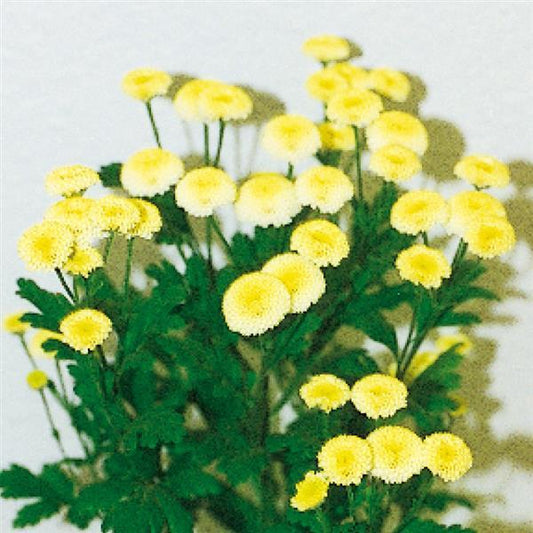 1,000 Matricaria Seeds Vegmo Yellow Pelleted Seeds Cut Flower