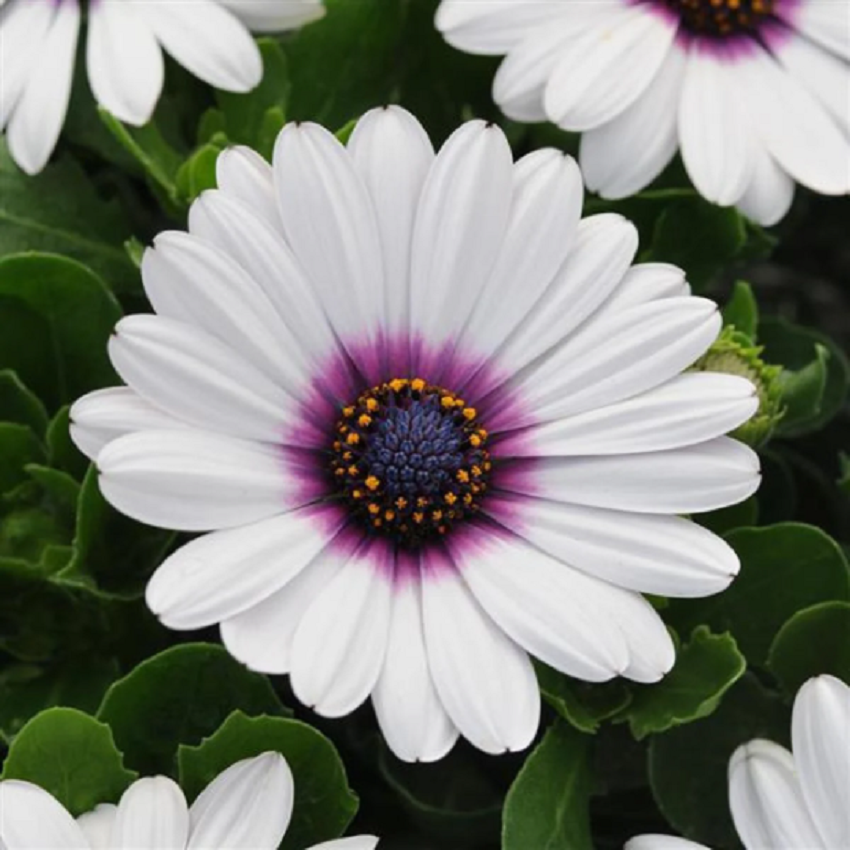 Osteospermum Seeds Akila® White Purple Eye African Daisy