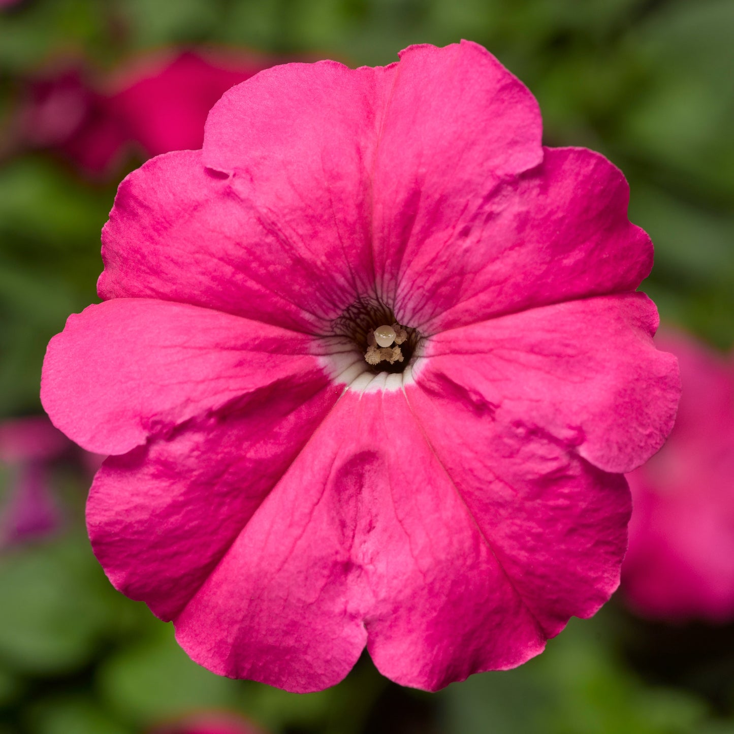 Upright Petunia Seeds Petunia Damask Rose 1,000 Pelleted Seeds