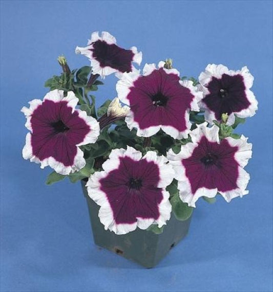 Upright Petunia Seeds Hulahoop Blue Petunia 1,000 Pelleted Seeds