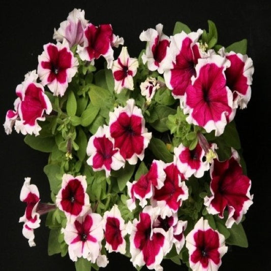 Upright Petunia Seeds Hulahoop Burgundy Petunia 1,000 Pelleted Seeds