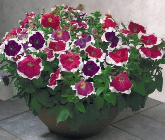 Upright Petunia Seeds Hulahoop Mix Petunia 1,000 Pelleted Seeds