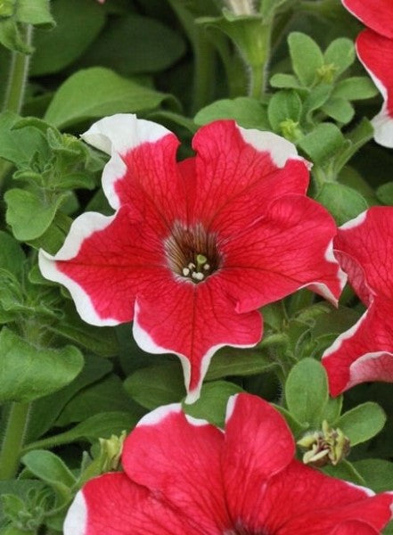 Upright Petunia Seeds Hulahoop Red Petunia 1,000 Pelleted Seeds