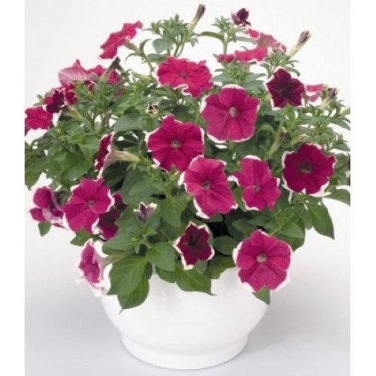 Upright Petunia Seeds Hulahoop Rose Petunia 1,000 Pelleted Seeds