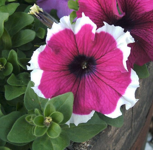 Upright Petunia Seeds Hulahoop Velvet Petunia 1,000 Pelleted Seeds