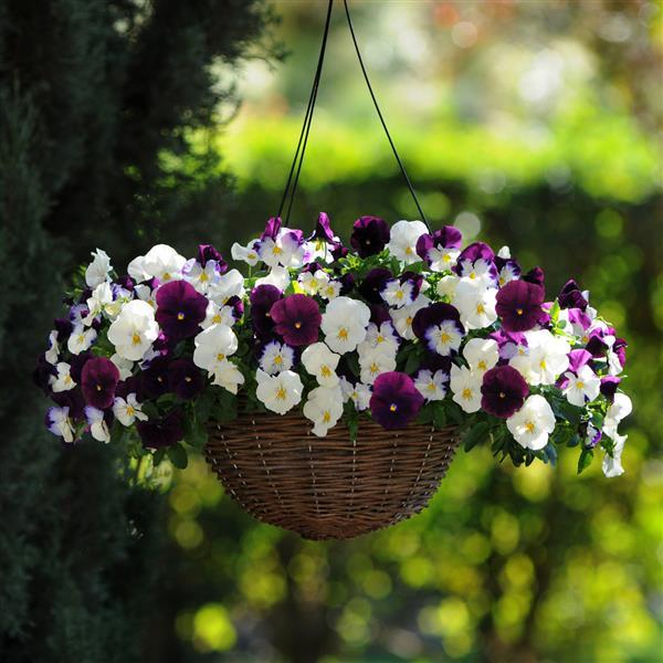 Trailing Pansy Seeds Cool Wave® Berries And Cream Mix