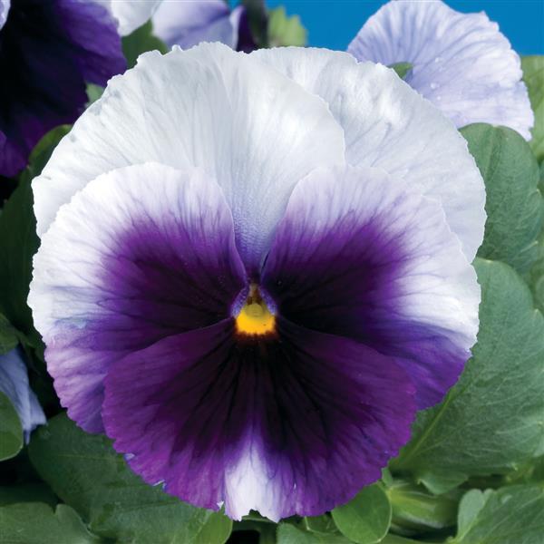 Pansy Seeds Pansy Delta Classic Beaconsfield 1,000 Seeds