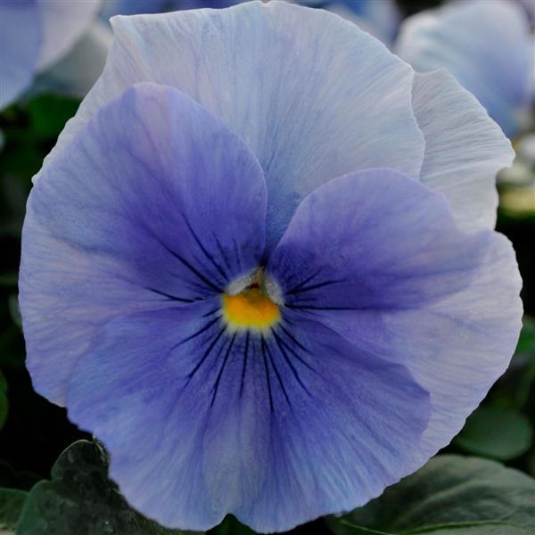 Pansy Seeds Pansy Spring Matrix™ Blue 1,000 Seeds