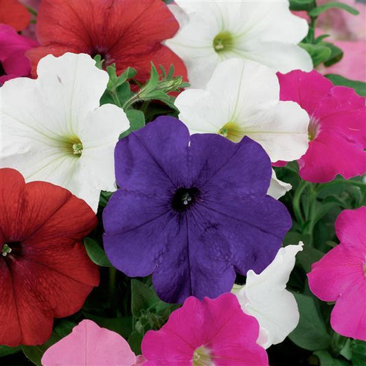 Upright Petunia Seeds Petunia Damask Mix 1,000 Pelleted Seeds