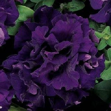 Upright Petunia Seeds Double Cascade Blue Petunia 1,000 Pelleted Seeds