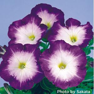 Upright Petunia Seeds Petunia Merlin Blue Morn 1,000 Pelleted Seeds