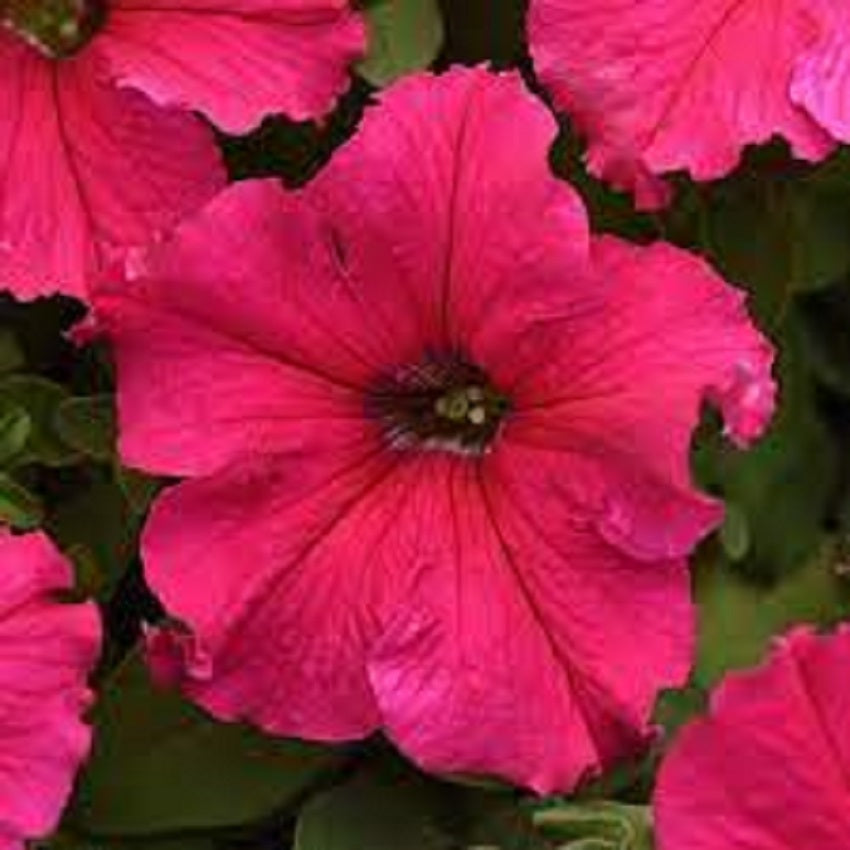 Upright Petunia Seeds Supercascade Rose Petunia 1,000 Pelleted Seeds