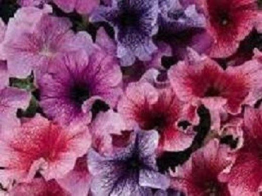 Upright Petunia Seeds Petunia Daddy Mix 1,000 Pelleted Seeds