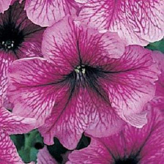 Upright Petunia Seeds Petunia Daddy Sugar 1,000 Pelleted Seeds