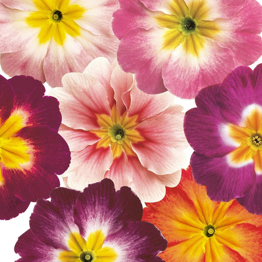 Primula Seeds Primula Danova Bicolor Mix Primrose Seeds