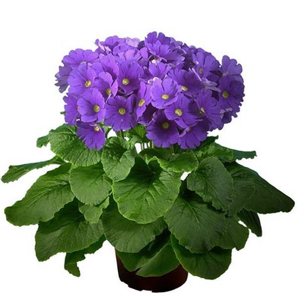 Primula Seeds Primula Original Blue Primrose Seeds