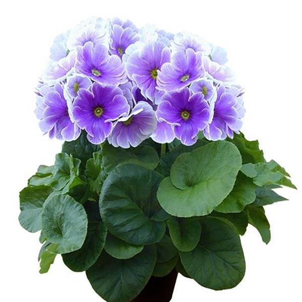 Primula Seeds Primula Original Blue White Primrose Seeds