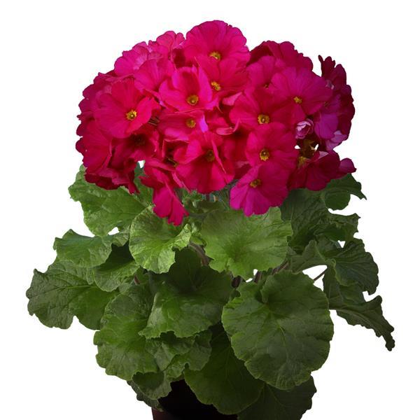 Primula Seeds Primula Original Magenta Primrose Seeds