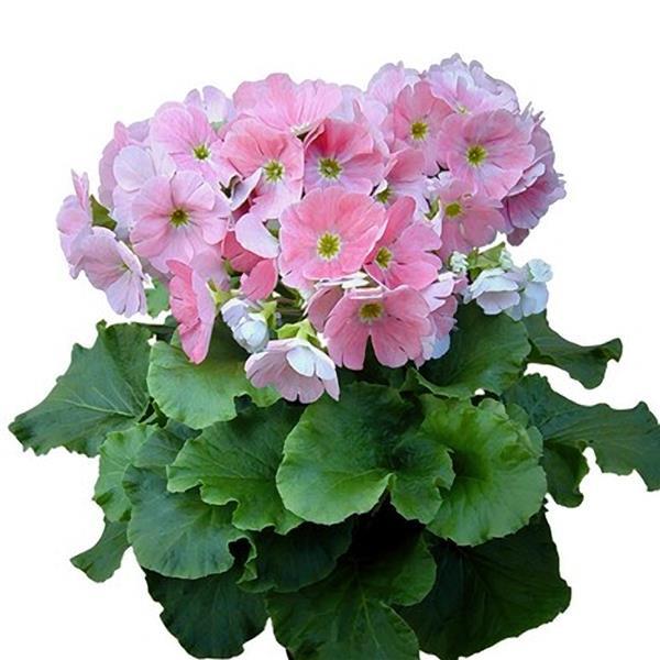 Primula Seeds Primula Original Pink Primrose Seeds