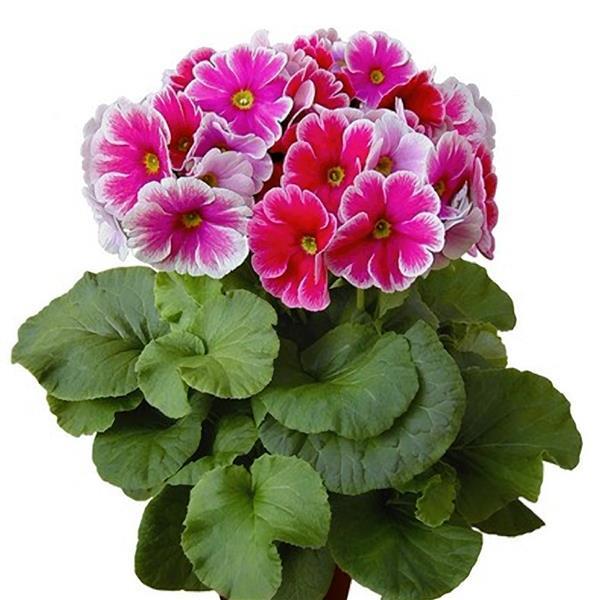 Primula Seeds Primula Original Red White Primrose Seeds