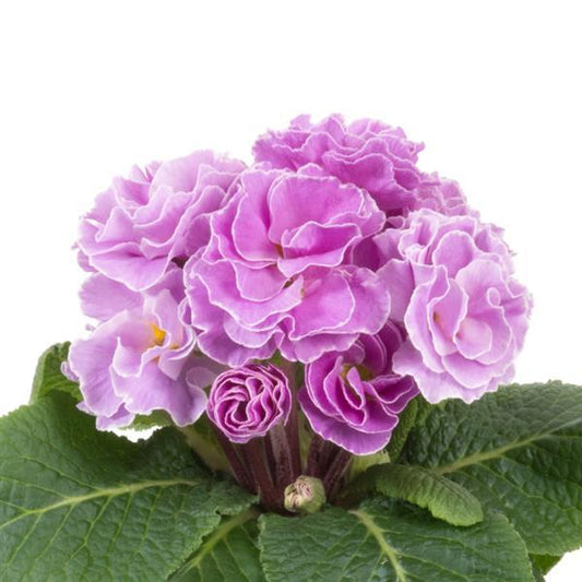 Primula Seeds Primula Paradiso Double Lavender Primrose Seeds