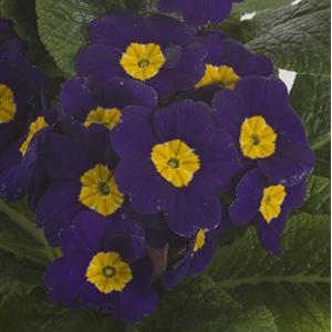 Primula Seeds Primula Supernova Blue 1,000 Primrose Seeds