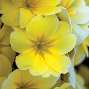 Primula Seeds Primula Supernova Yellow 1,000 Primrose Seeds