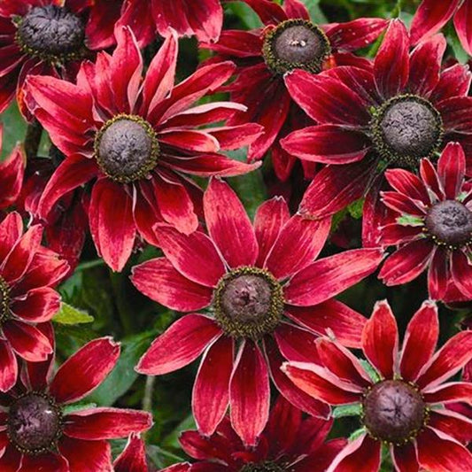 Rudbeckia Seeds Rudbeckia Cherry Brandy 1,000 Seeds Cut Flower