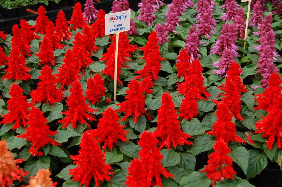 Salvia Seeds Salvia Reddy Bright Red 1,000 Seeds