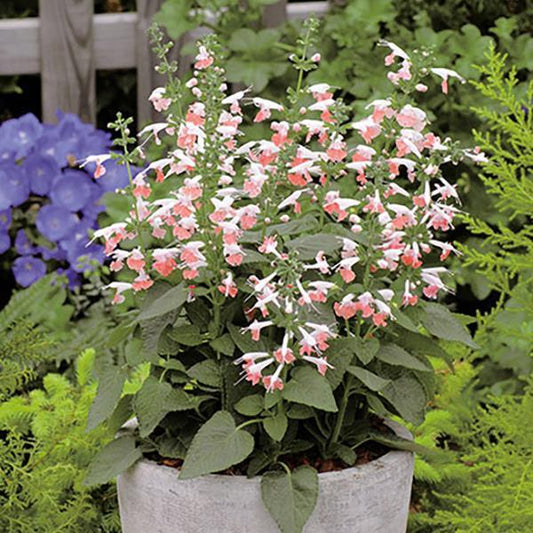 Salvia Seeds Salvia Hummingbird Coral Nymph 1,000 Seeds