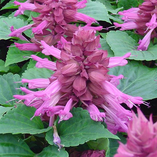 Salvia Seeds Salvia Reddy Lavender 1,000 Seeds