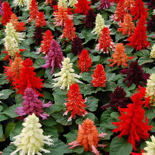 Salvia Seeds Salvia Reddy Mix 1,000 Seeds