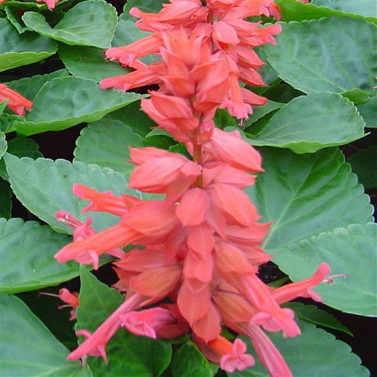 Salvia Seeds Salvia Reddy Pink 1,000 Seeds