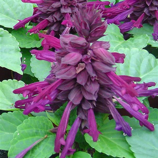 Salvia Seeds Salvia Reddy Purple 1,000 Seeds