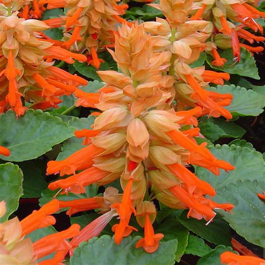 Salvia Seeds Salvia Reddy Salmon 1,000 Seeds