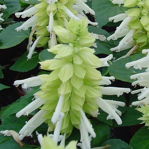 Salvia Seeds Salvia Reddy White 1,000 Seeds