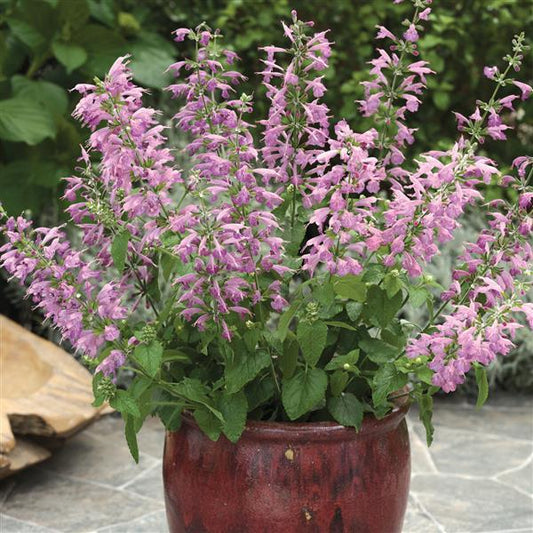 Salvia Seeds Salvia Summer Jewel Lavender 1,000 Seeds