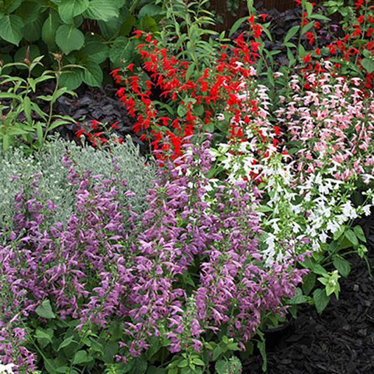 Salvia Seeds Salvia Summer Jewel Mix 1,000 Seeds