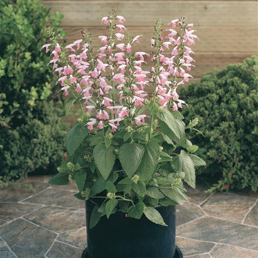 Salvia Seeds Salvia Summer Jewel Pink 1,000 Seeds